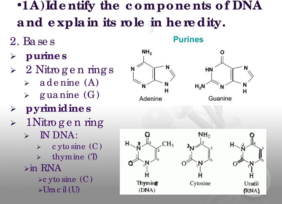Bases purines 2 Nitrogen rings adenine (A) guanine