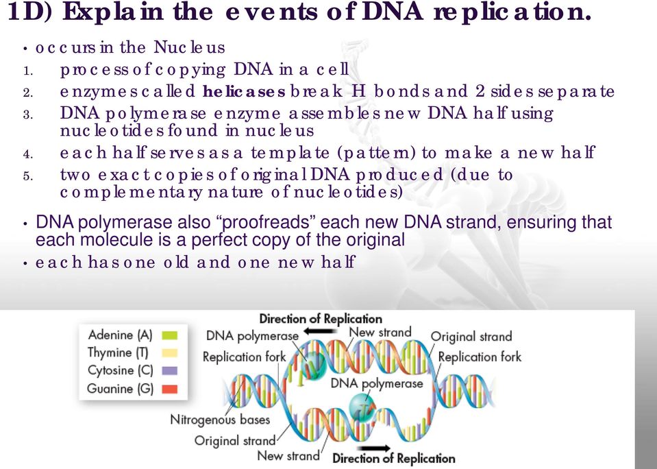 DNA polymerase enzyme assembles new DNA half using nucleotides found in nucleus 4.