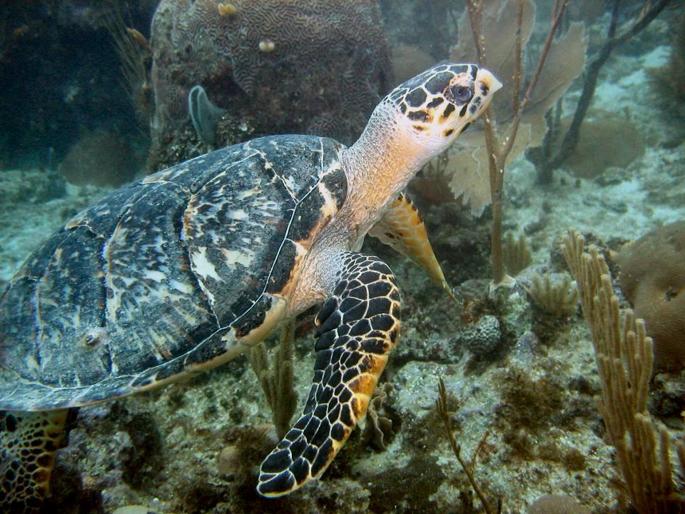 EXAMPLE OF ENDANGERED