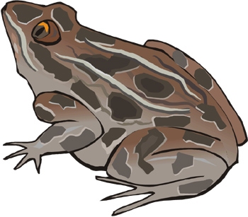 Fact Card #5 Fact Card #6 When tadpoles grow into adult frogs, they lose their tail and gills. They no longer breathe underwater. They grow lungs that breathe air.