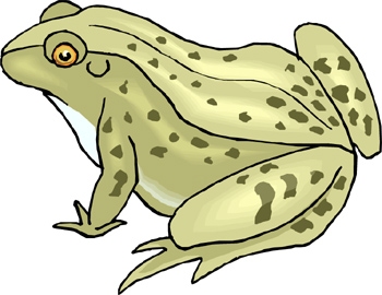 Fact Card #17 Fact Card #18 Frogs have small teeth on the upper edge of their jaw.