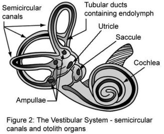 Vestibulo-spinal Reflex (VSR): helps to maintain head and postural stability Vestibulo-collic