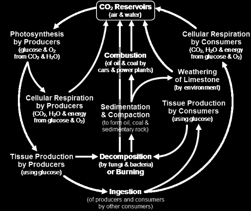 8. A diagram of the carbon cycle is shown below. Which of the following is exclusively a natural source of carbon dioxide? A. decomposition B. photosynthesis C. coal power plants D.