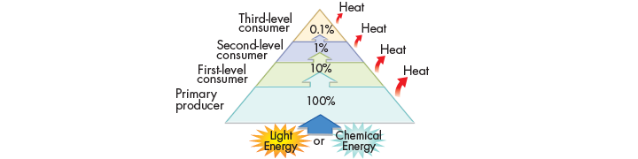 Pyramids of Energy Pyramids of energy show the relative amount of energy available at each trophic level.