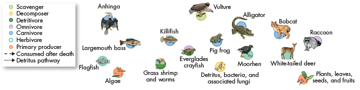 Decomposers and Detritivores in Food Webs Most producers die without being eaten.