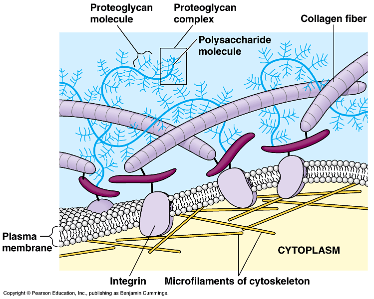 Fig 7-29. Extracellular matrix (ECM) of an animal cell. The molecular composition and structure of the ECM varies from one cell type to another.