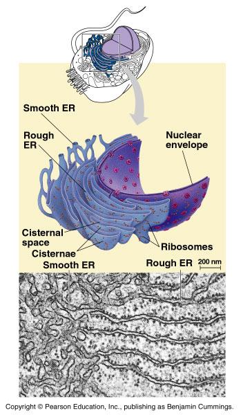Fig 7-11. Endoplasmic reticulum (ER). A membranous system of interconnected tubules and flattened sacs called cisternae, the ER is also continuous with the nuclear envelope.
