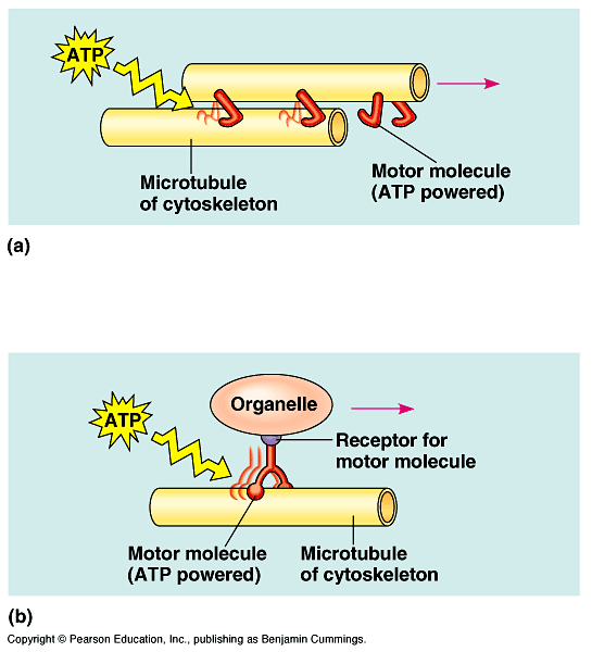 Fig 7-21. Motor molecules and the cytoskeleton. The microtubules and microfilaments of the cytoskeleton function in motility by interacting with proteins called motor molecules.