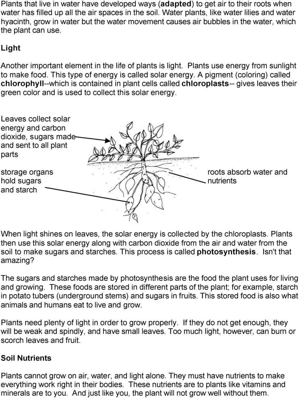 Light Another important element in the life of plants is light. Plants use energy from sunlight to make food. This type of energy is called solar energy.