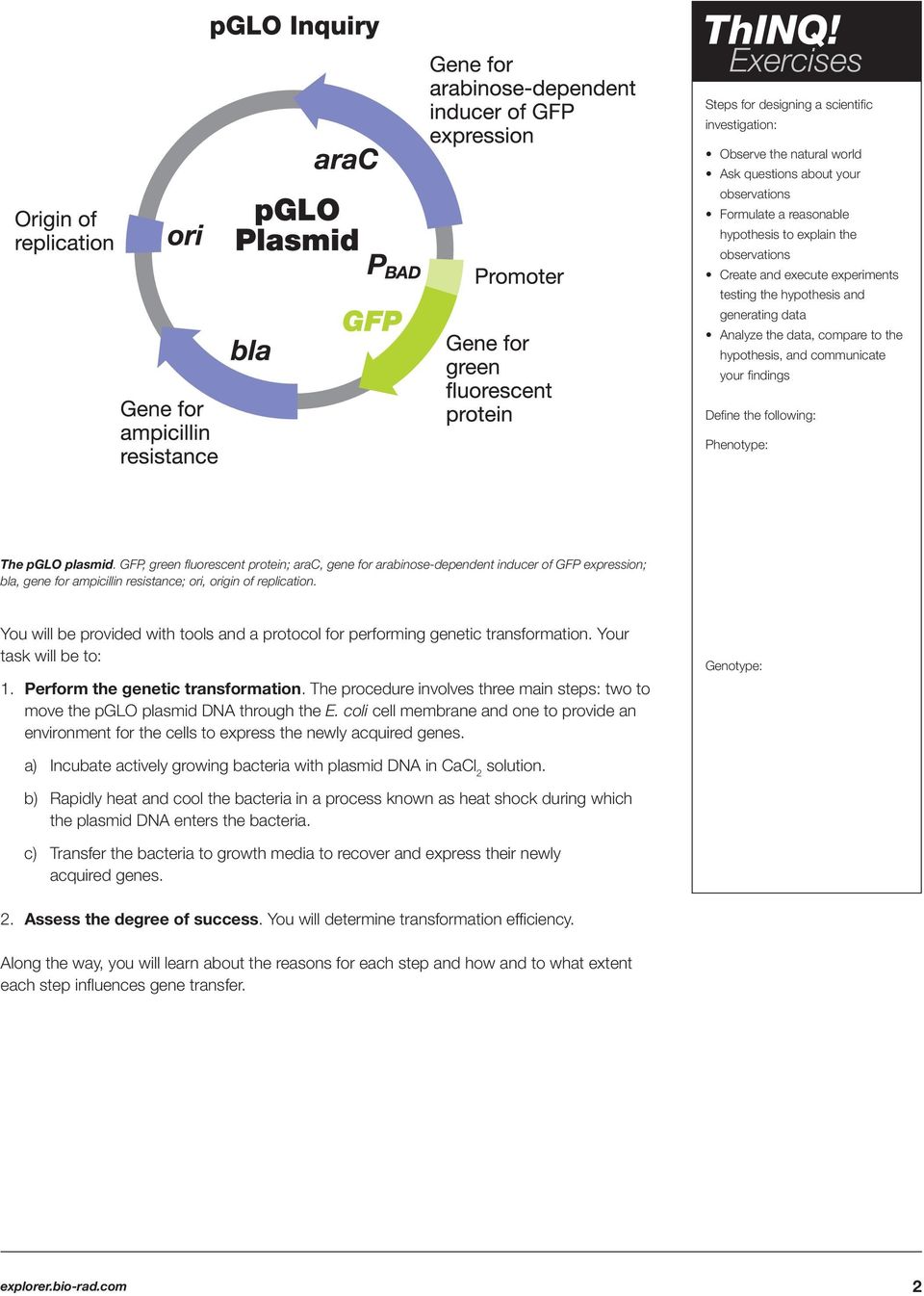 transformation of e coli with pgal lab report