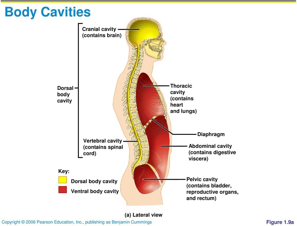 cavity Ventral body cavity Diaphragm Abdominal cavity (contains digestive viscera)