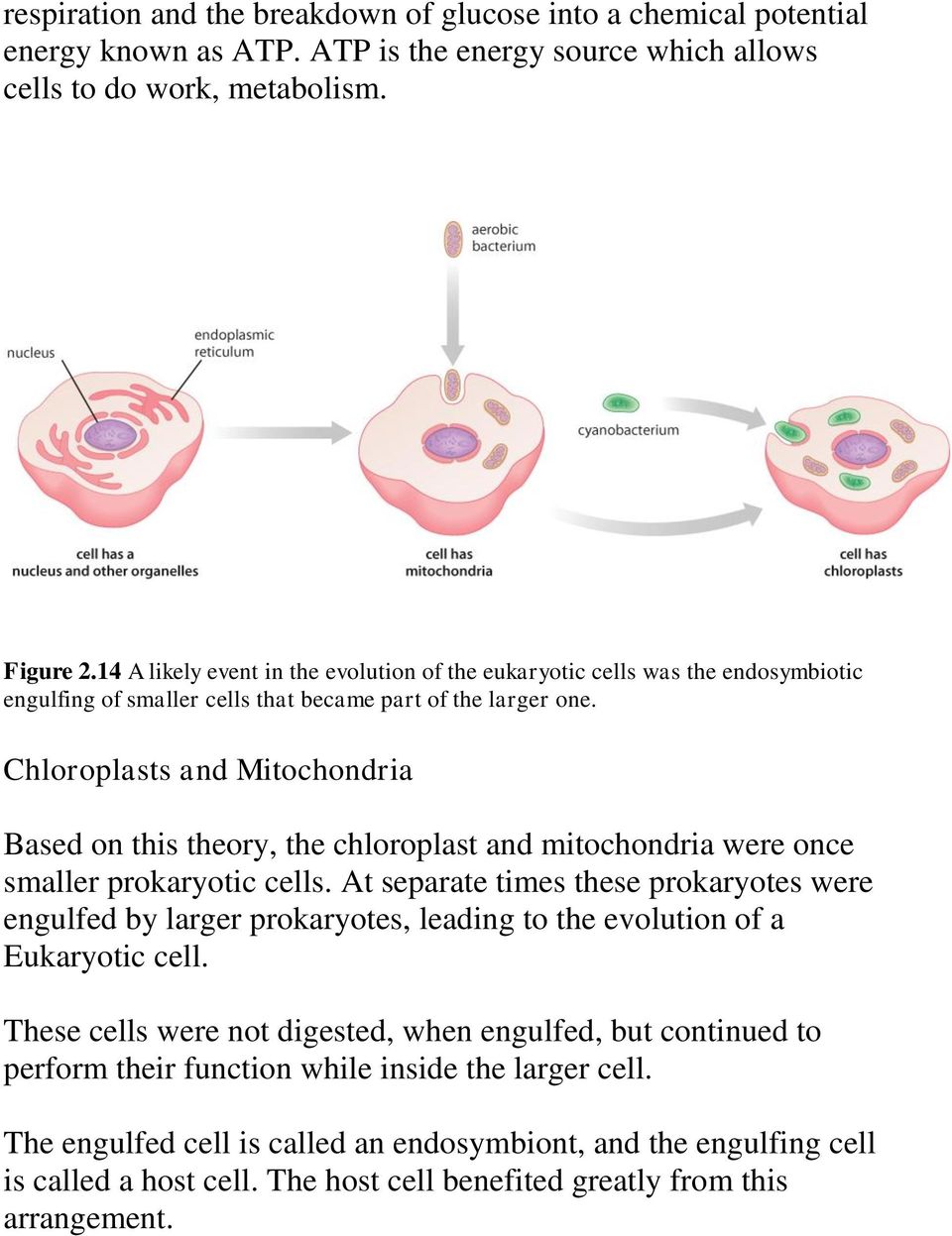 Chloroplasts and Mitochondria Based on this theory, the chloroplast and mitochondria were once smaller prokaryotic cells.