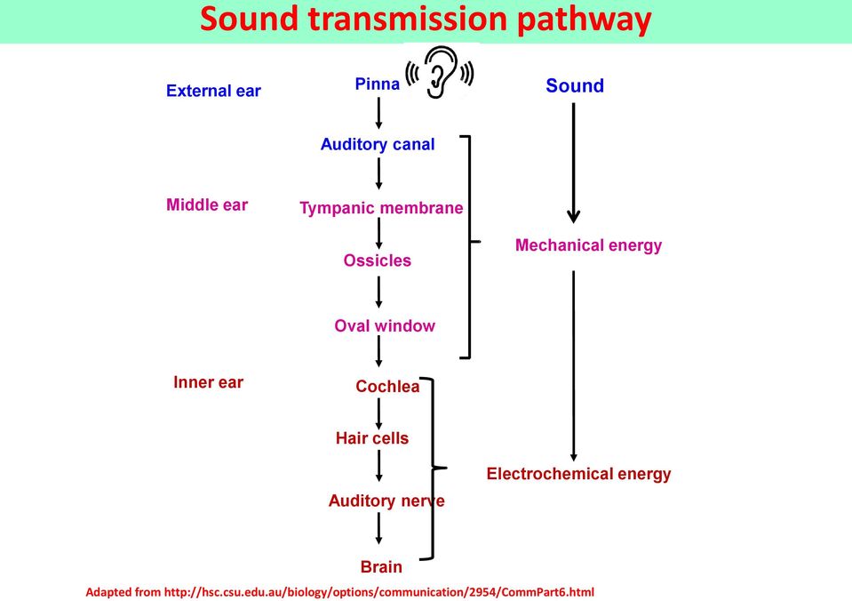 Inner ear Cochlea Hair cells Auditory nerve Electrochemical energy Brain