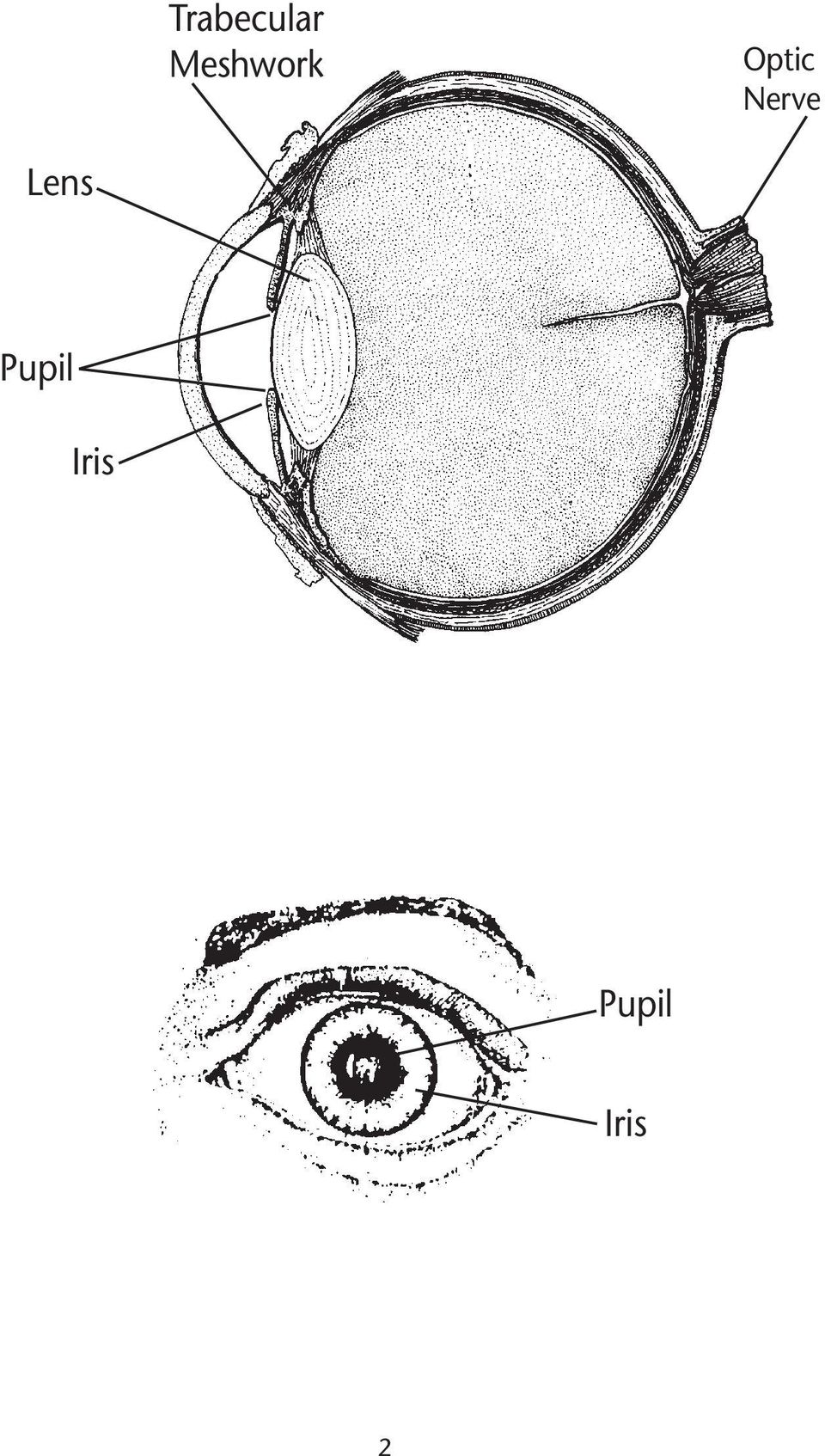 Nerve Lens