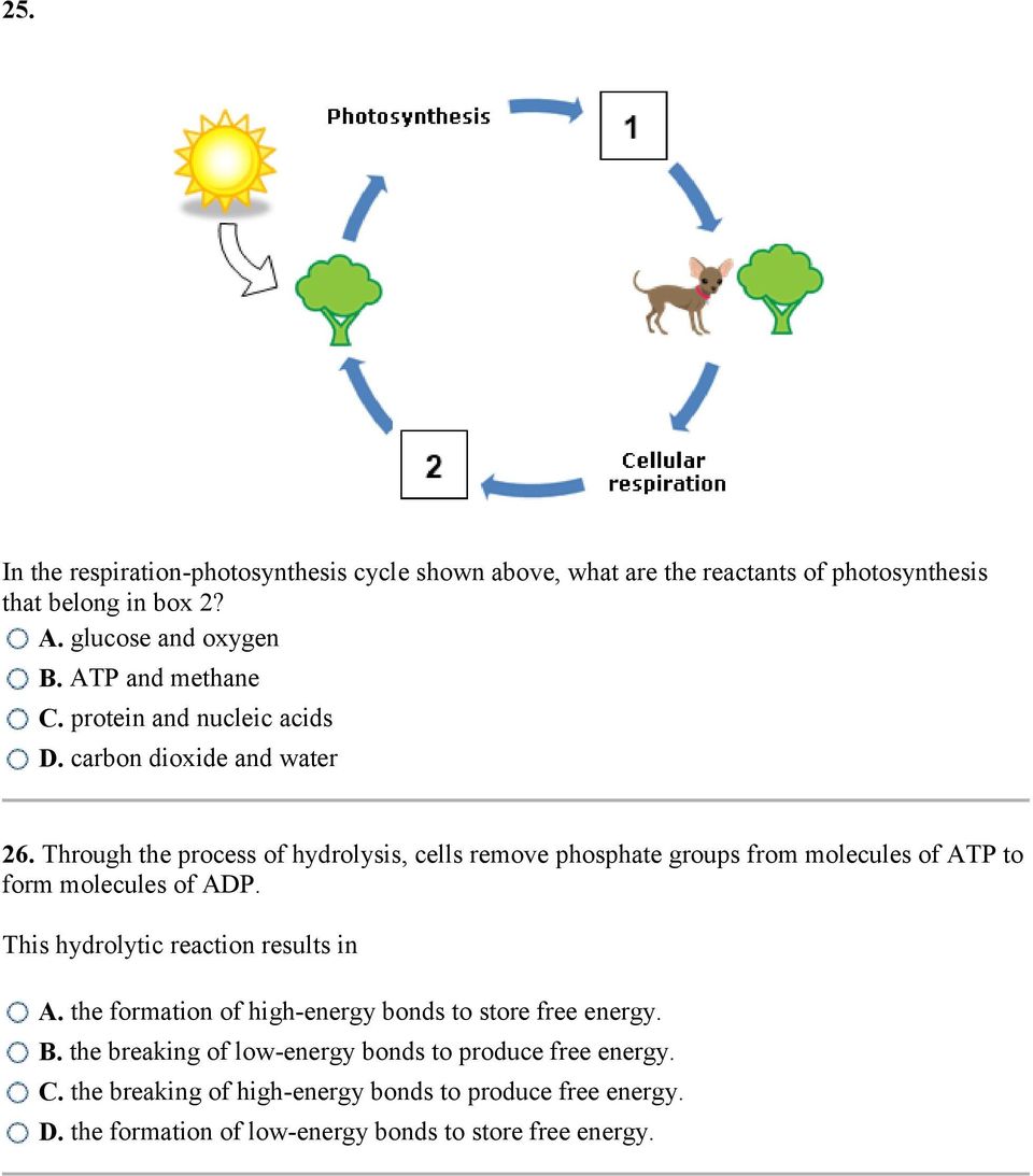 Through the process of hydrolysis, cells remove phosphate groups from molecules of ATP to form molecules of ADP. This hydrolytic reaction results in A.