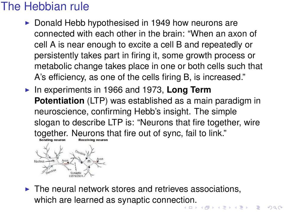In experiments in 1966 and 1973, Long Term Potentiation (LTP) was established as a main paradigm in neuroscience, confirming Hebb s insight.
