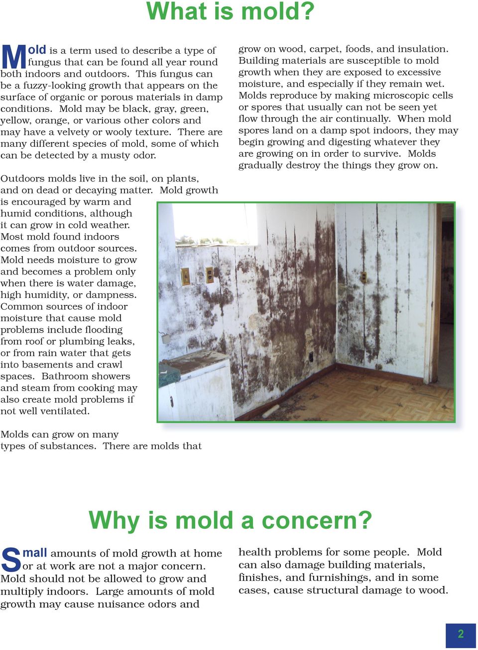 Mold may be black, gray, green, yellow, orange, or various other colors and may have a velvety or wooly texture.