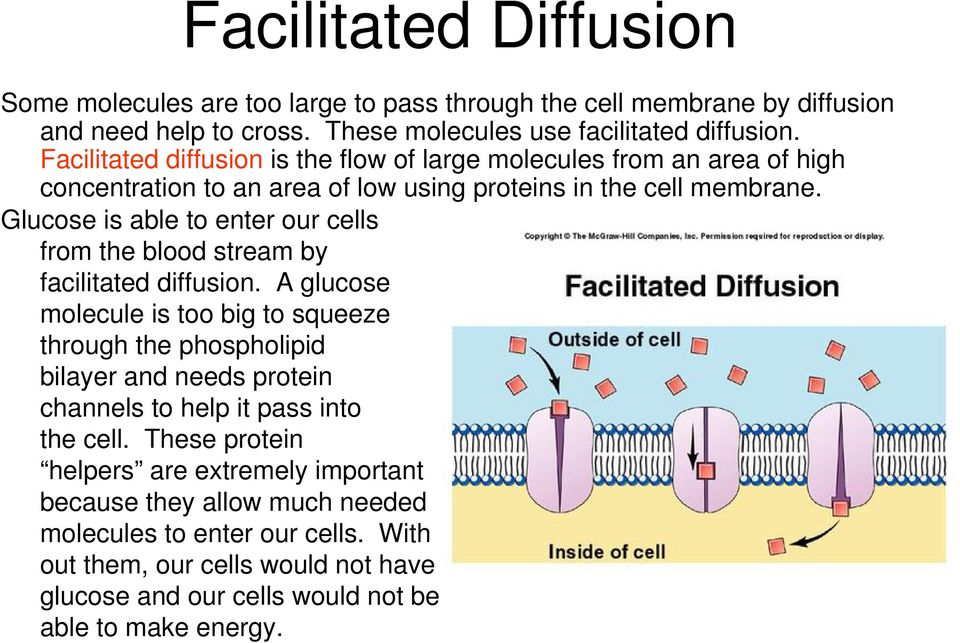 Glucose is able to enter our cells from the blood stream by facilitated diffusion.
