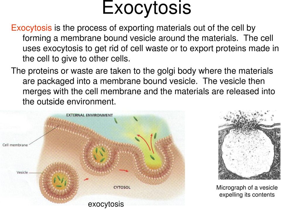 The proteins or waste are taken to the golgi body where the materials are packaged into a membrane bound vesicle.