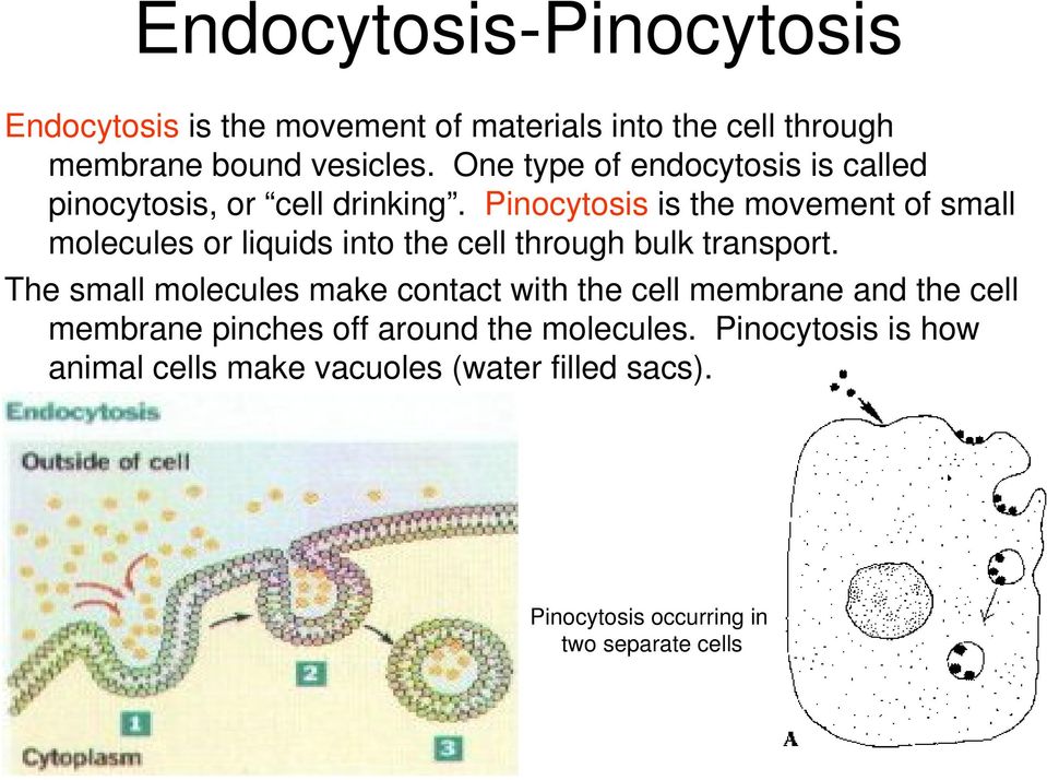 Pinocytosis is the movement of small molecules or liquids into the cell through bulk transport.