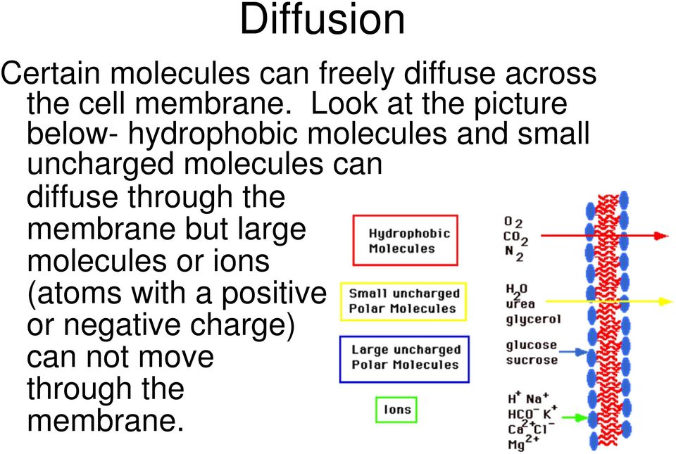 molecules can diffuse through the membrane but large molecules or ions