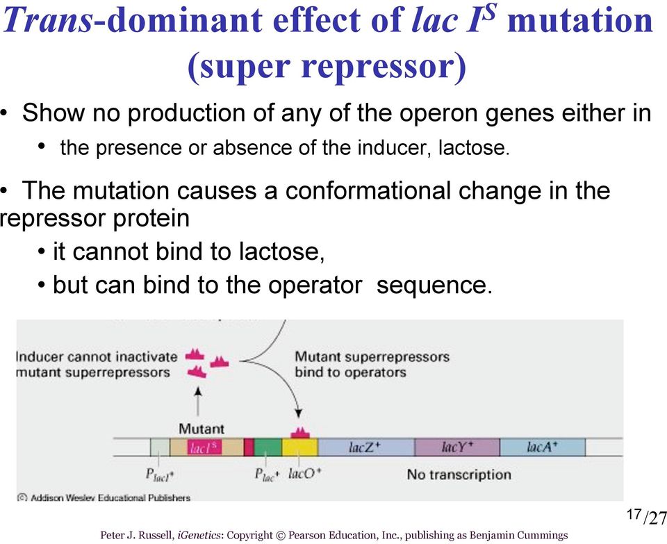 The mutation causes a conformational change in the repressor protein it cannot bind to lactose, but