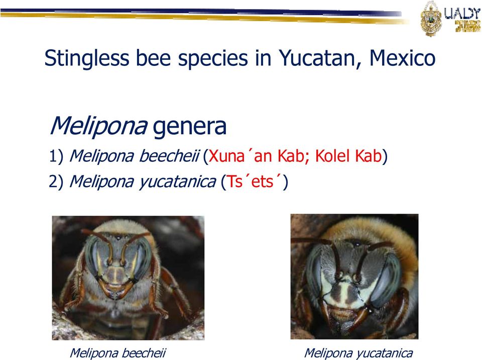 an Kab; Kolel Kab) 2) Melipona yucatanica