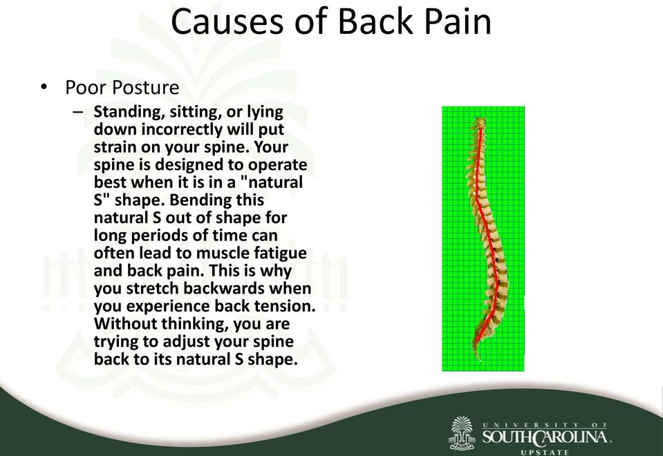 Bending this natural S out of shape for long periods of time can often lead to muscle fatigue and back pain.