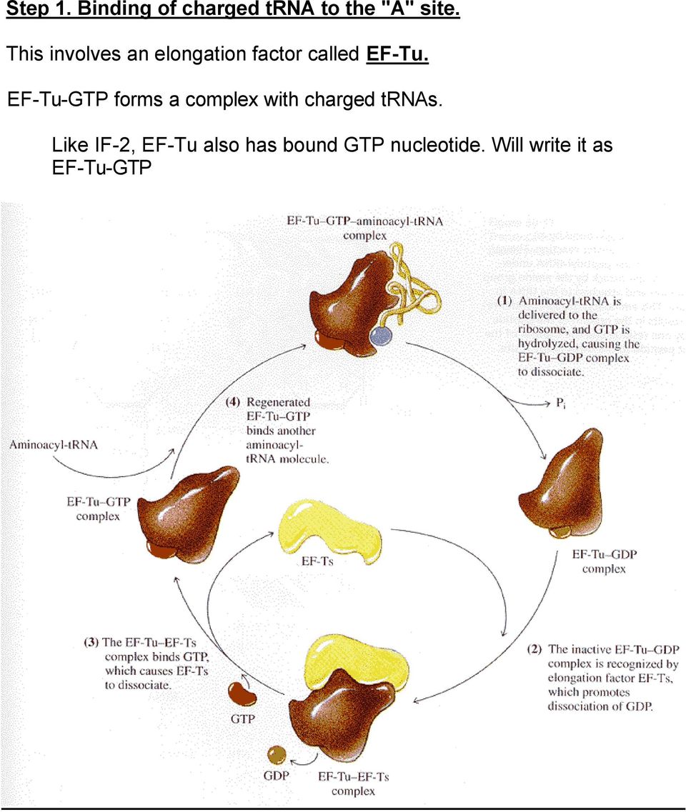 EF-Tu-GTP forms a complex with charged trnas.