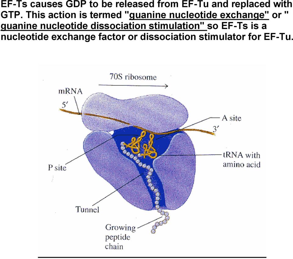 guanine nucleotide dissociation stimulation" so EF-Ts is a