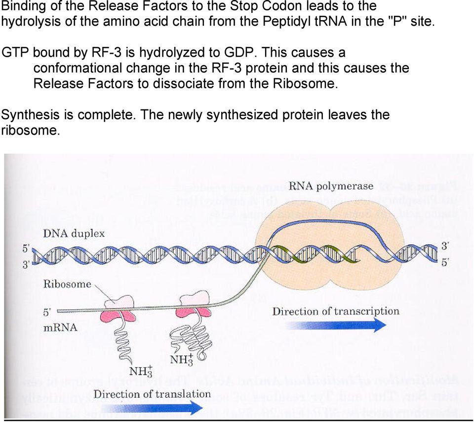 This causes a conformational change in the RF-3 protein and this causes the Release Factors