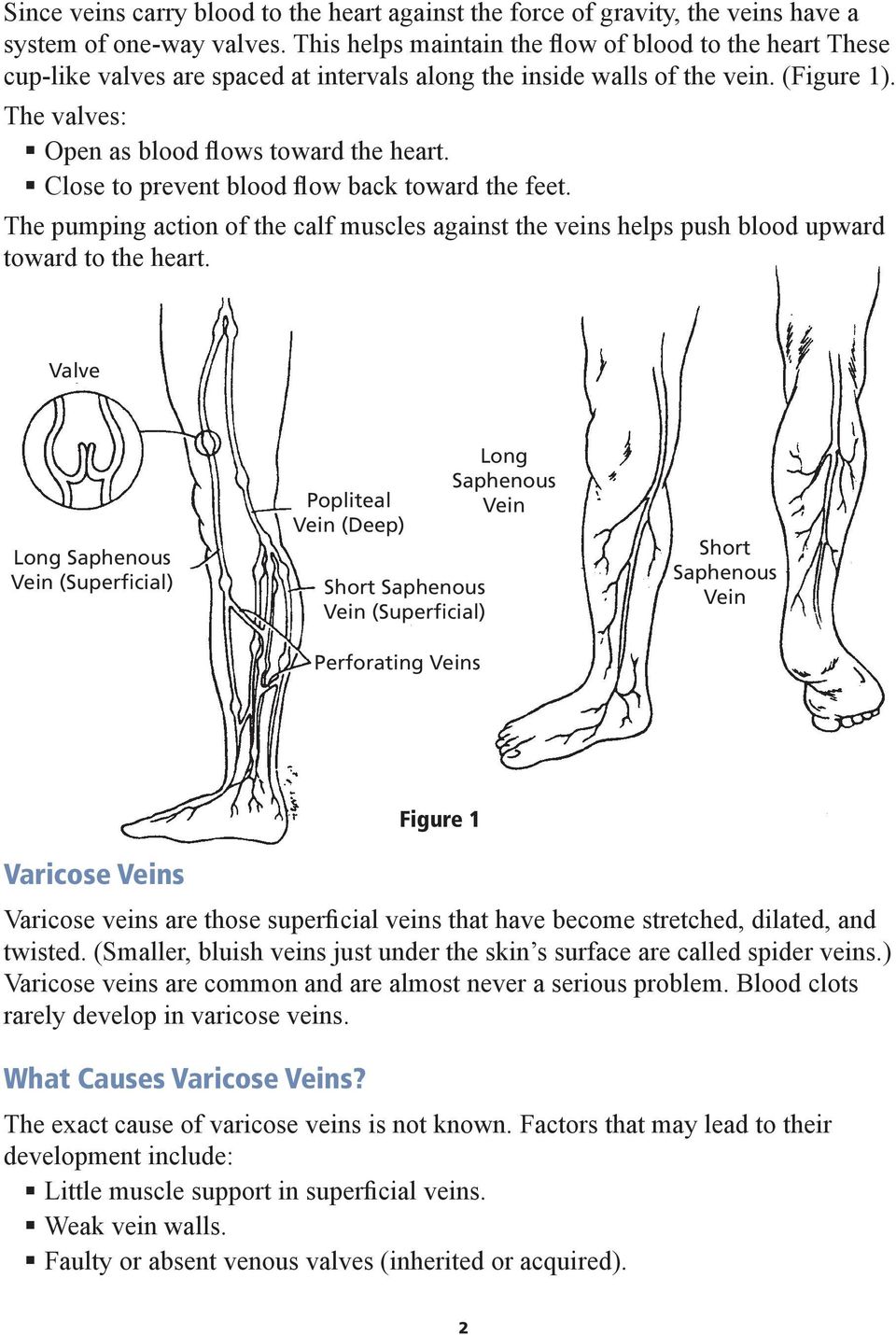Close to prevent blood flow back toward the feet. The pumping action of the calf muscles against the veins helps push blood upward toward to the heart.