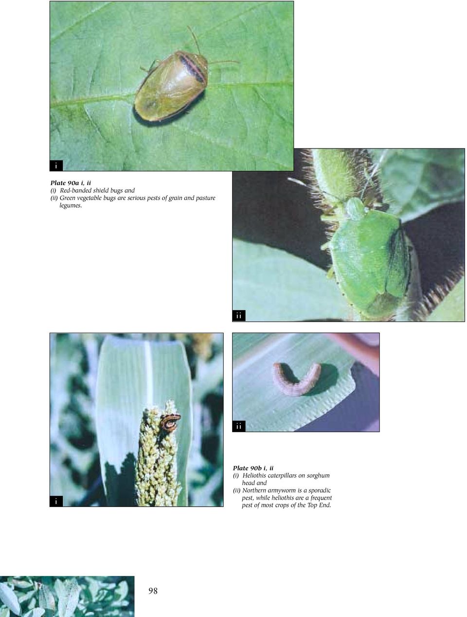ii ii i Plate 90b i, ii (i) Heliothis caterpillars on sorghum head and (ii)