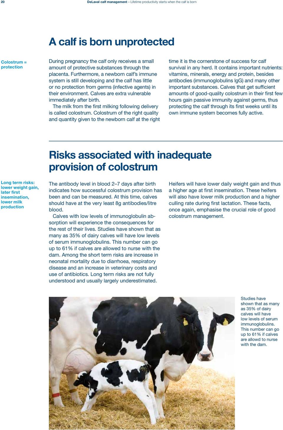 Calves are extra vulnerable immediately after birth. The milk from the first milking following delivery is called colostrum.