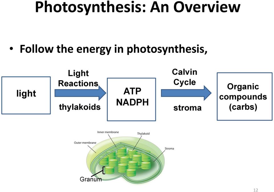 Reactions thylakoids light ATP NADPH