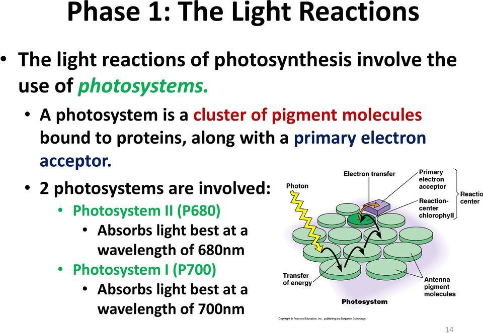 A photosystem is a cluster of pigment molecules bound to proteins, along with a primary