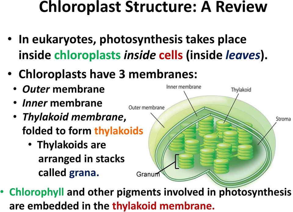 Chloroplasts have 3 membranes: Outer membrane Inner membrane Thylakoid membrane, folded to form