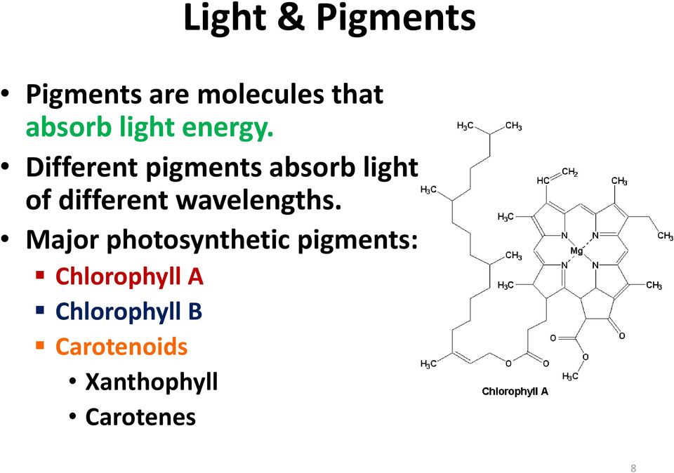 Different pigments absorb light of different