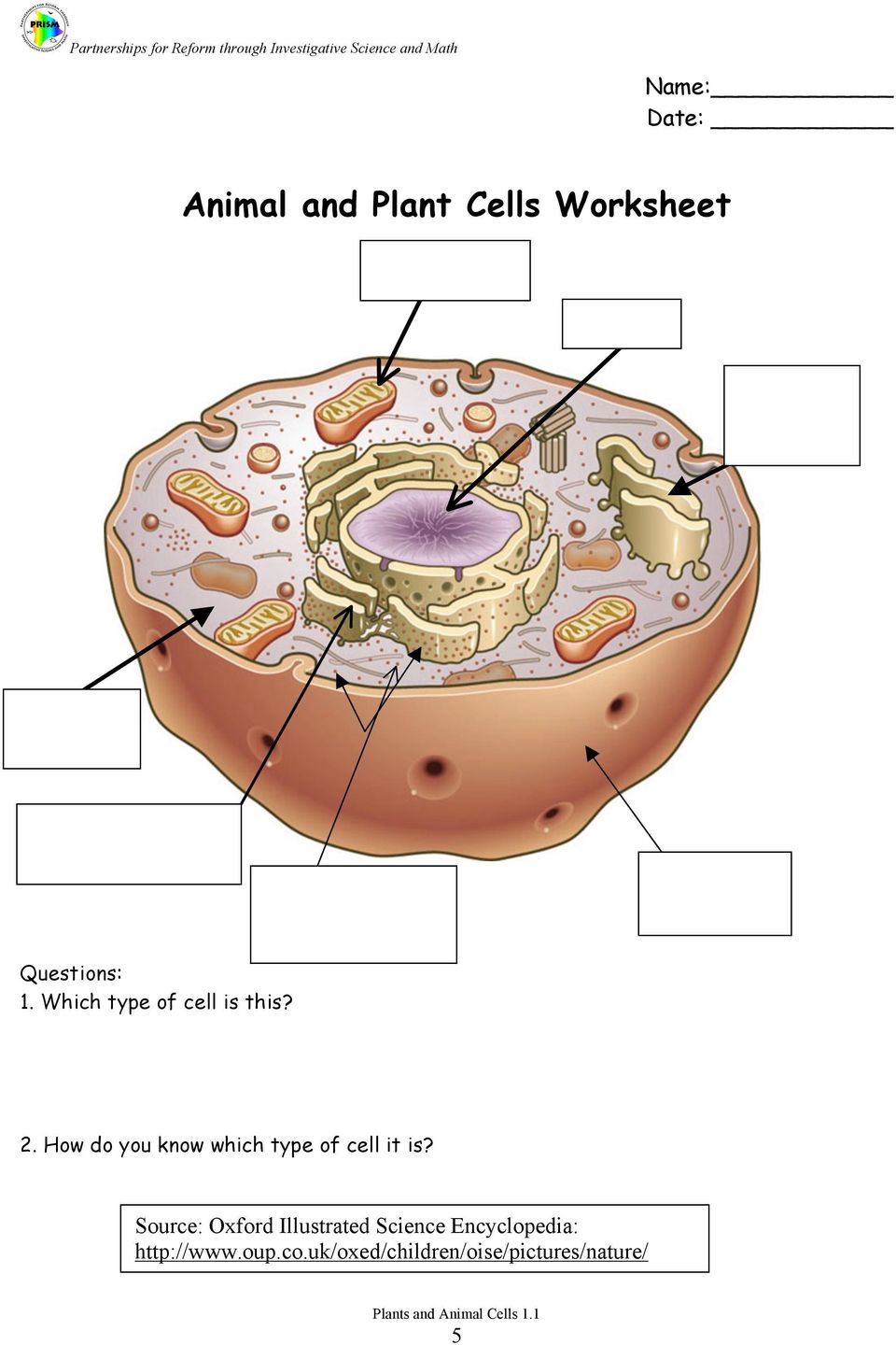 How do you know which type of cell it is?