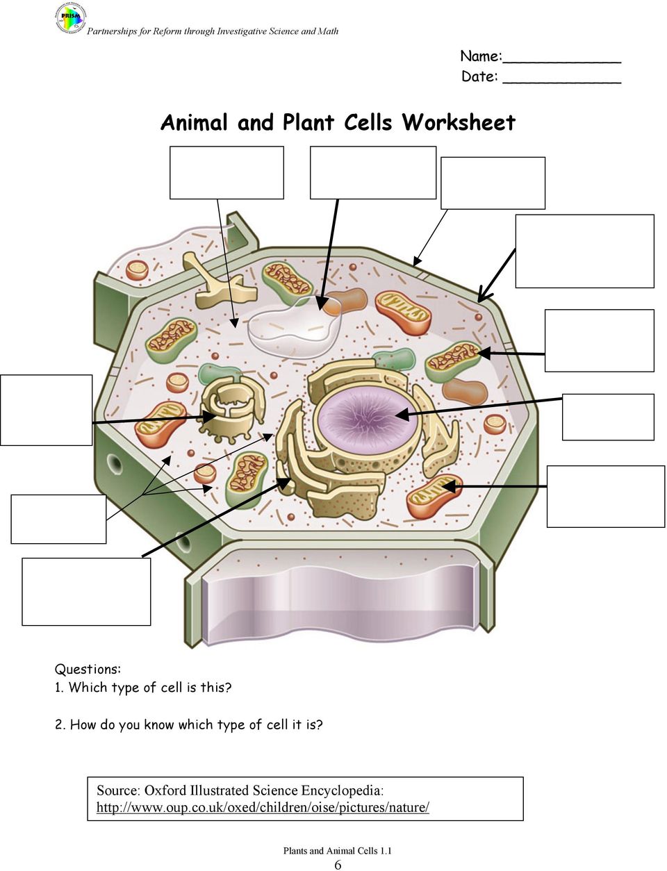 How do you know which type of cell it is?