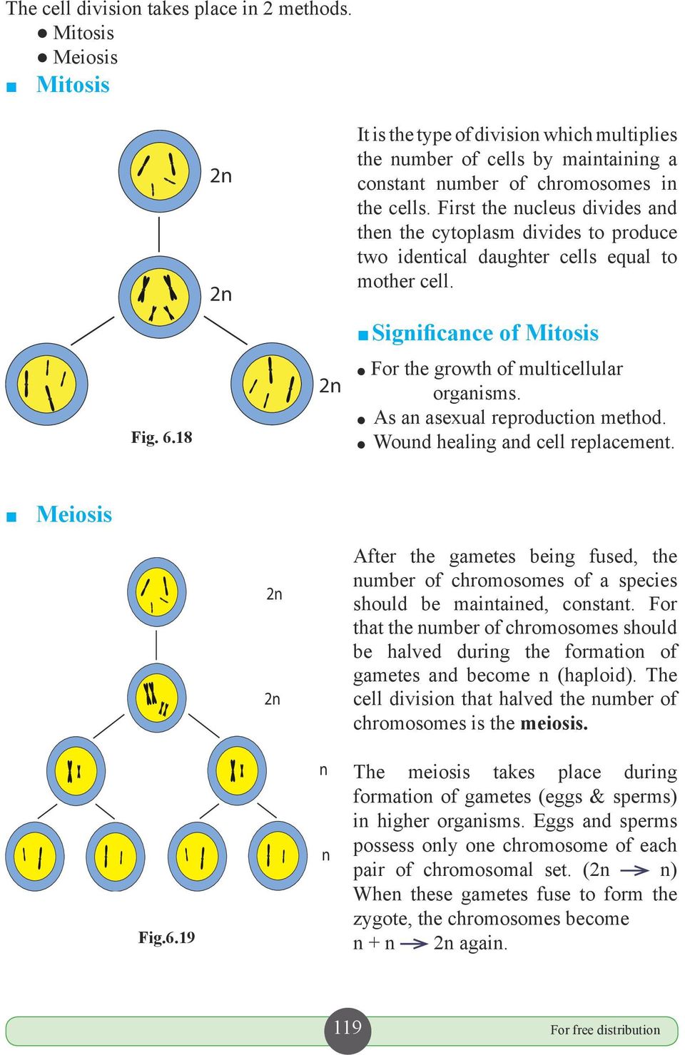 First the nucleus divides and then the cytoplasm divides to produce two identical daughter cells equal to mother cell. Significance of Mitosis ² For the growth of multicellular organisms.