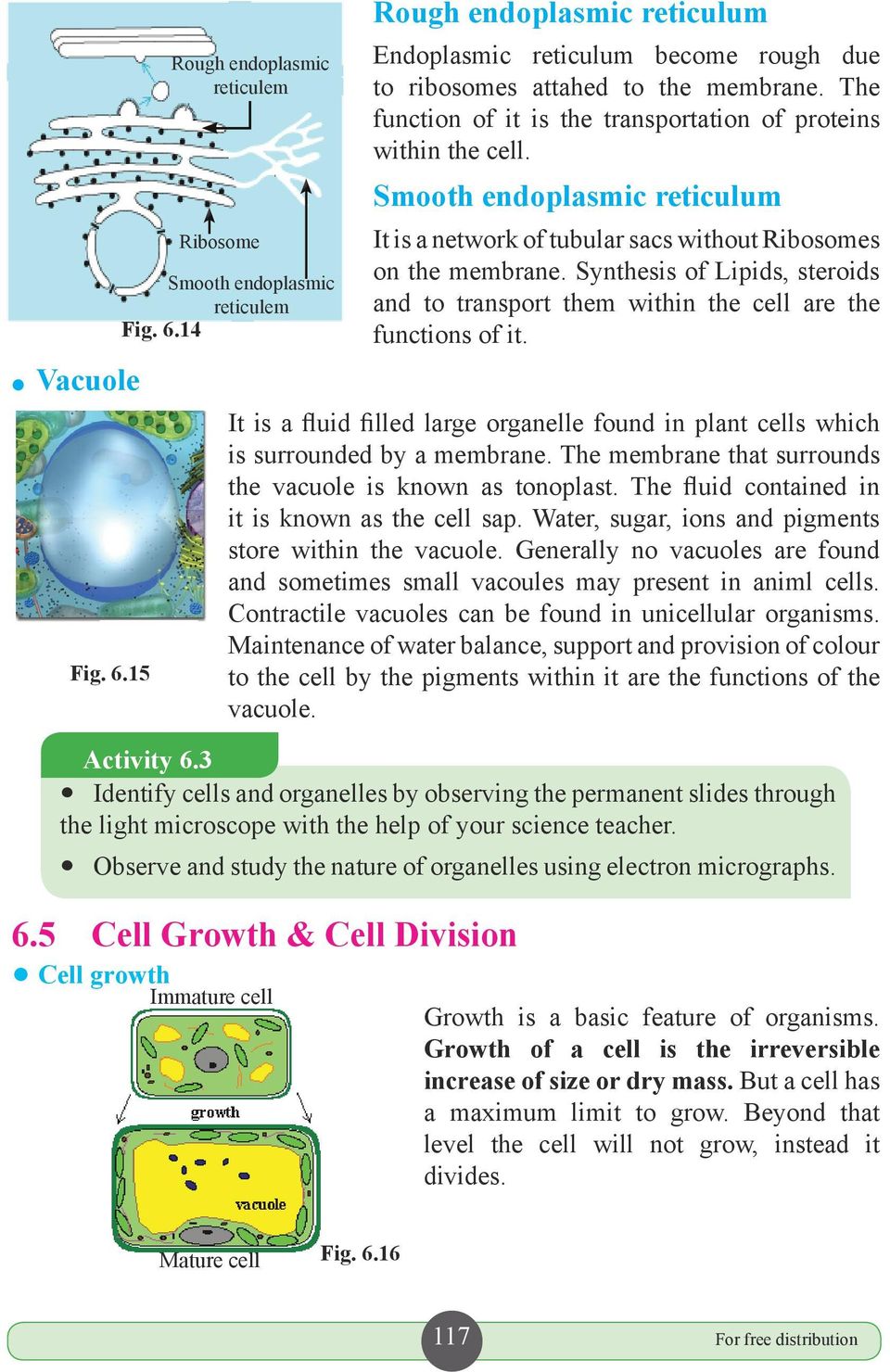 Synthesis of Lipids, steroids and to transport them within the cell are the functions of it. It is a fluid filled large organelle found in plant cells which is surrounded by a membrane.