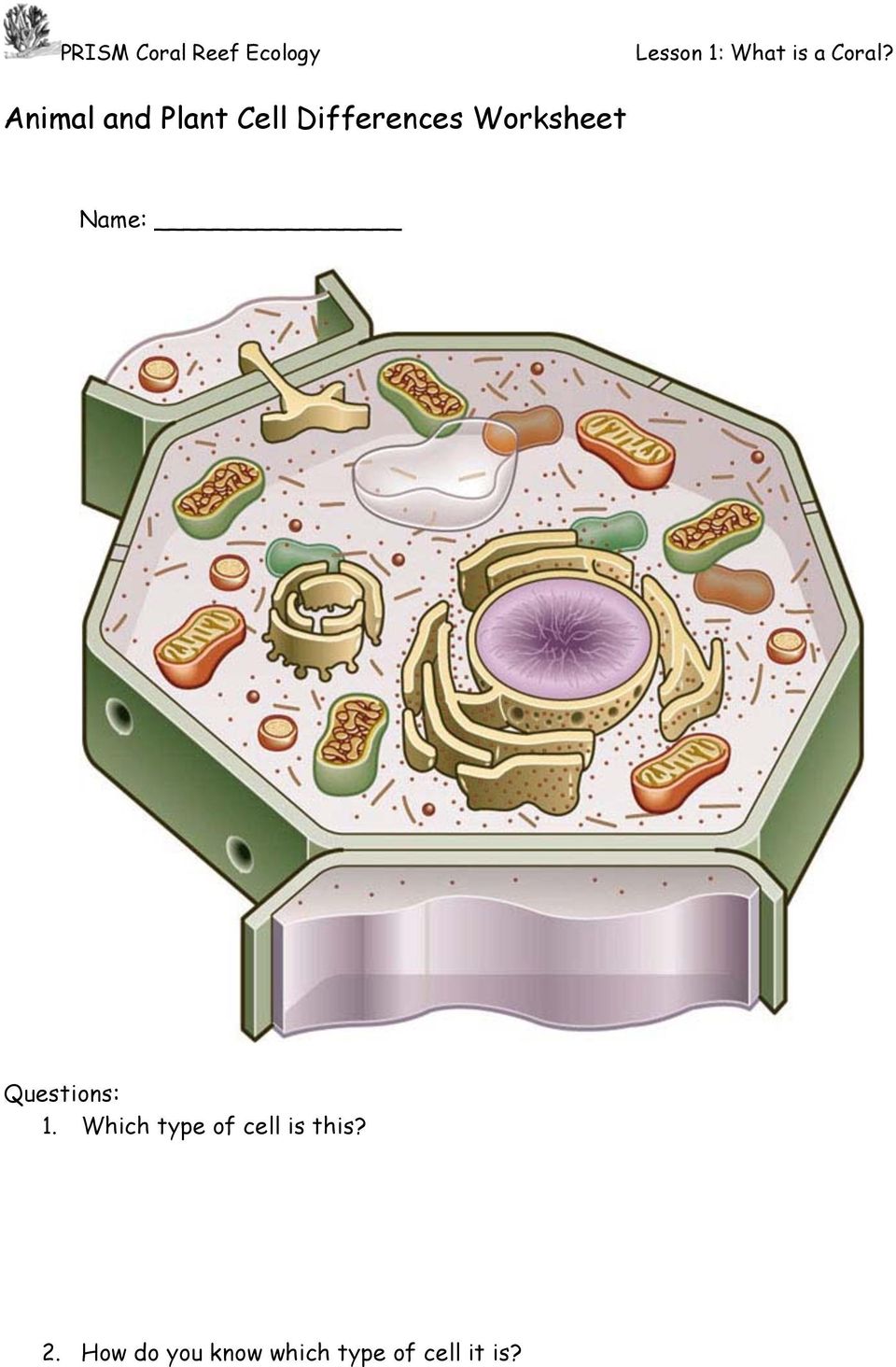 Which type of cell is this? 2.