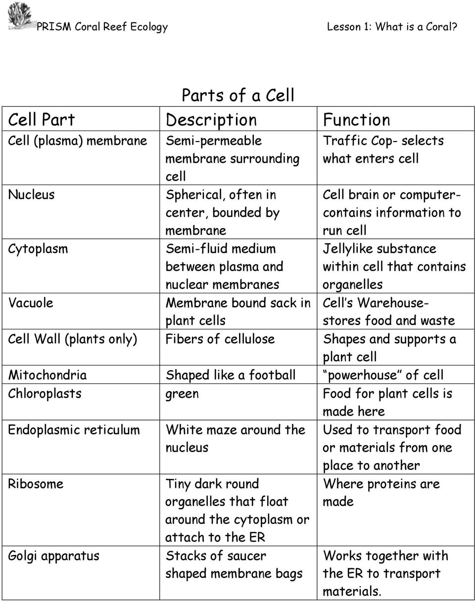 cell that contains organelles Cell s Warehousestores food and waste Cell Wall (plants only) Fibers of cellulose Shapes and supports a plant cell Mitochondria Shaped like a football powerhouse of cell