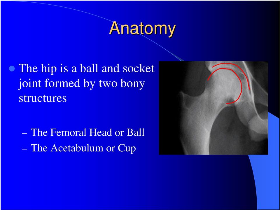 bony structures The Femoral