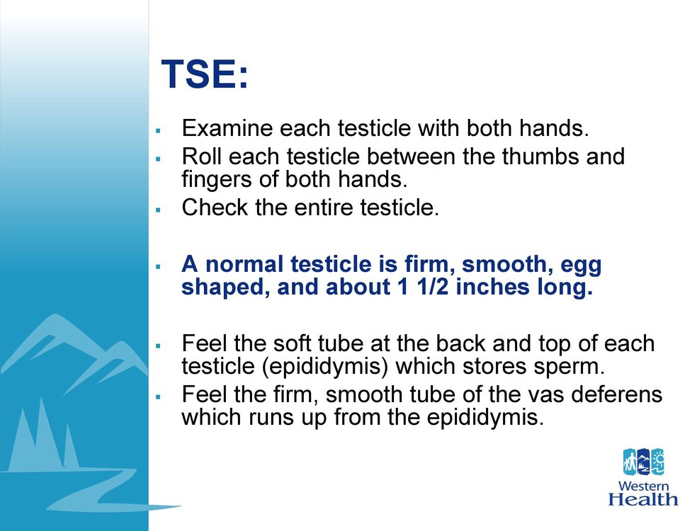 A normal testicle is firm, smooth, egg shaped, and about 1 1/2 inches long.