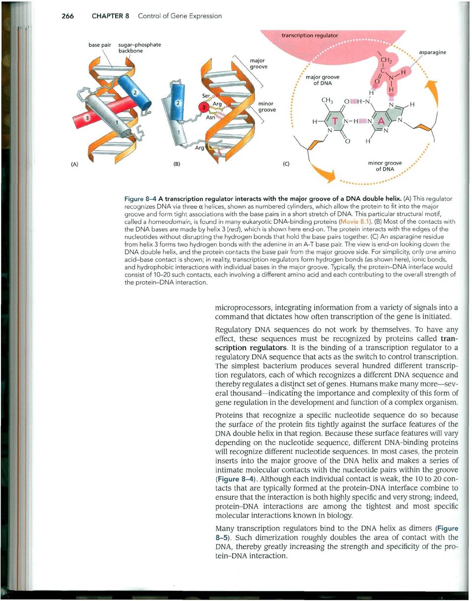 (A) This regulator recognizes DNA via three a helices, shown as numbered cylinders, which allow the protein to fit into the major groove and form tight associations with the base pairs in a short