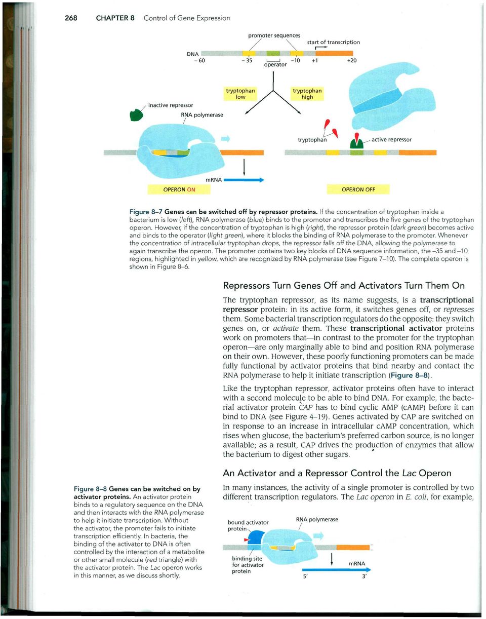If the concentration of tryptophan inside a bacterium is low (left), RNA polymerase (blue) binds to the promoter and transcribes the five genes of the tryptophan operon.