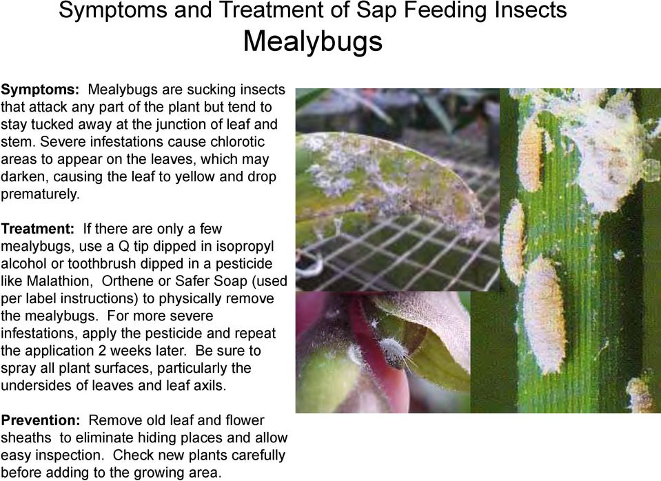 Treatment: If there are only a few mealybugs, use a Q tip dipped in isopropyl alcohol or toothbrush dipped in a pesticide like Malathion, Orthene or Safer Soap (used per label instructions) to