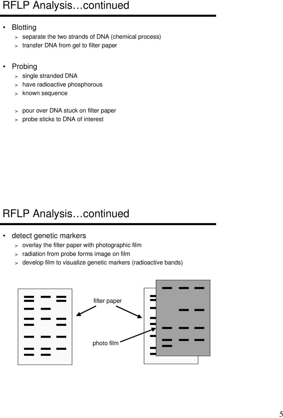 sticks to DNA of interest RFLP Analysis continued detect genetic markers > overlay the filter paper with photographic film >